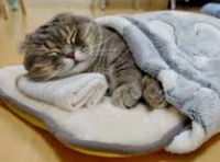 猫,寝ている,毛布,かわいい,ふとん