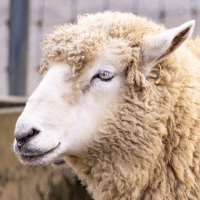 羊,動物,もこもこ,かわいい,家畜