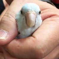鳥,手,ペット,インコ