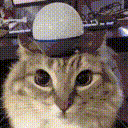 猫,ネコ,帽子,ユーモア,動物