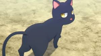 黒猫,アニメ,猫,動物
