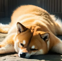 犬,柴犬,寝ている,かわいい,動物