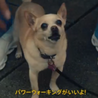 犬,チワワ,パワーウォーキングがいいよ!,ペット,動物,屋外