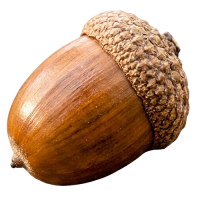 どんぐり,木の実,茶色,自然