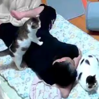 猫,人,布団,寝る,室内