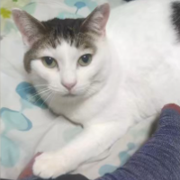 猫,白猫,寝転ぶ,動物,ペット