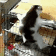 猫,ジャンプ,ケージ,失敗,動物,GIF