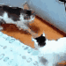 猫,じゃれあい,室内,動物,GIF