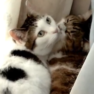 猫,2匹,寄り添う,動物,かわいい