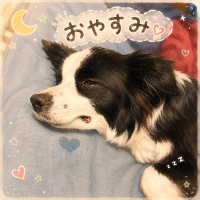 犬,眠っている,おやすみ,イラスト,ボーダーコリー,星,ハート,zzz,月,かわいい